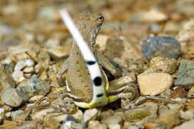 Zebra-tailed lizard.jpg